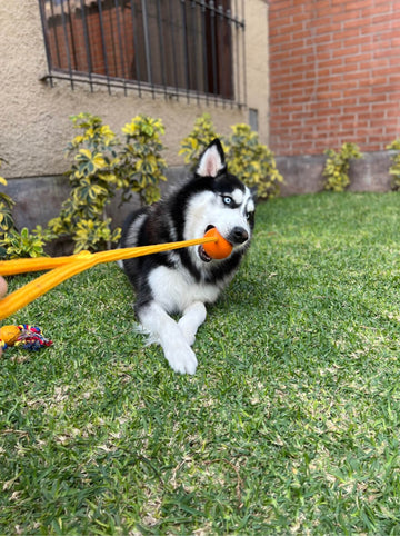 Beneficios de los juegos de jalar para perros ansiosos