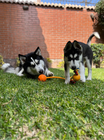 Cómo elegir el juguete ideal según la edad de tu perro