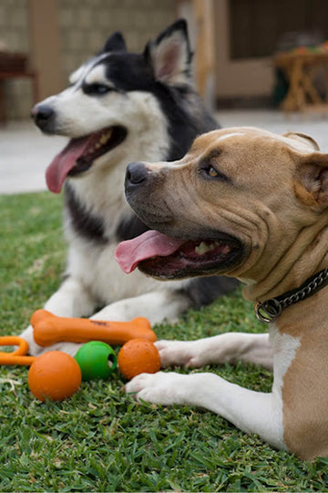 ¿Por qué los juguetes de hule natural son la mejor opción para tu perro?
